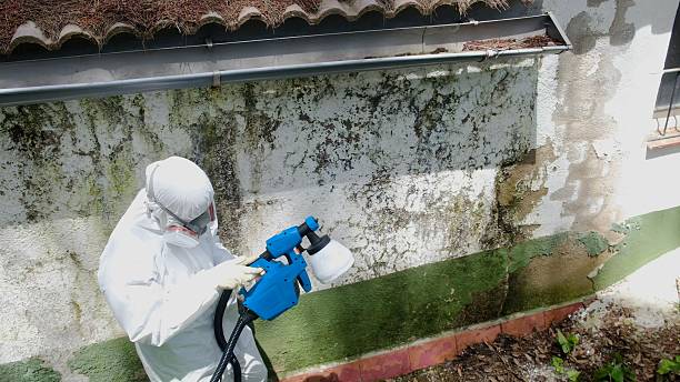Trusted Black Mold Removal service in Elmwood Park, IL - Cheap Mold Removal